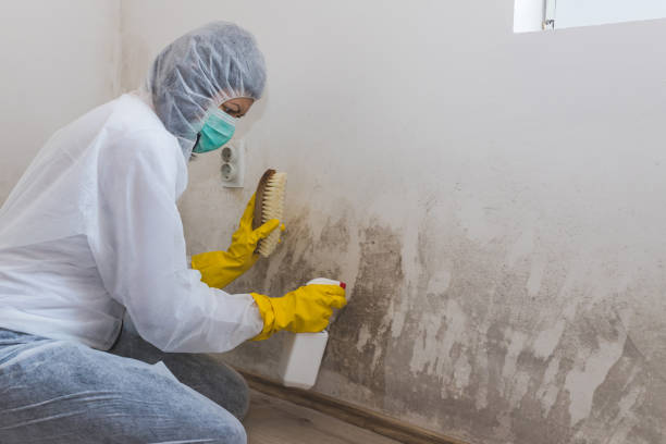 Best Residential Mold Removal  in La Porte, TX