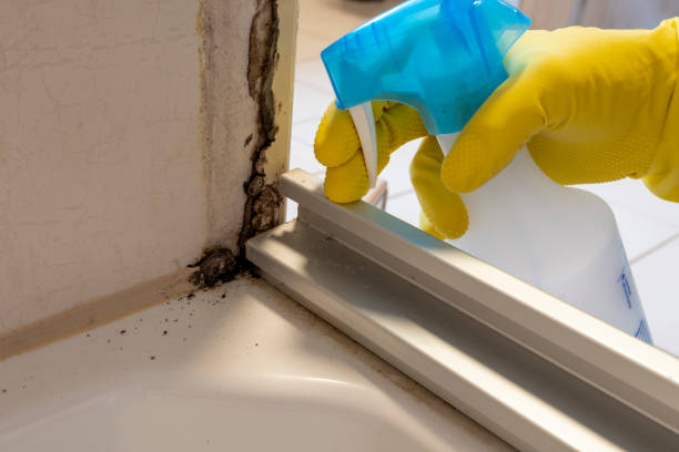 Best Attic Mold Removal  in La Porte, TX