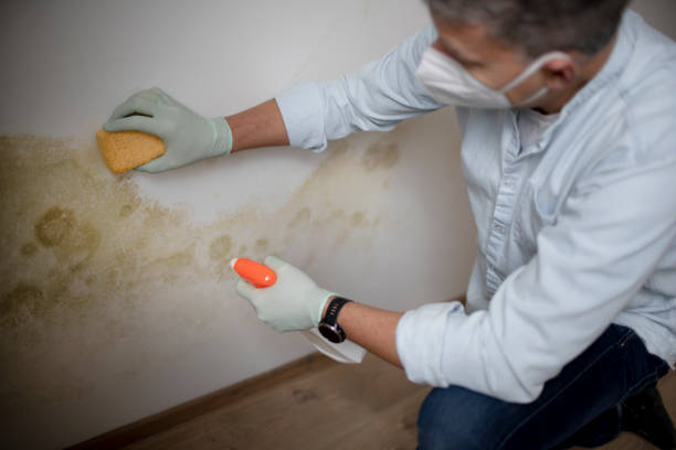 Best Residential Mold Removal  in La Porte, TX