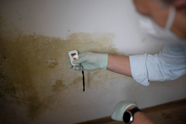 Best Office Mold Removal Services  in La Porte, TX