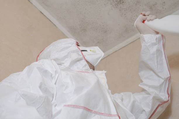 Trusted La Porte, TX Mold Removal Experts
