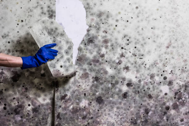 Best Emergency Mold Removal  in La Porte, TX